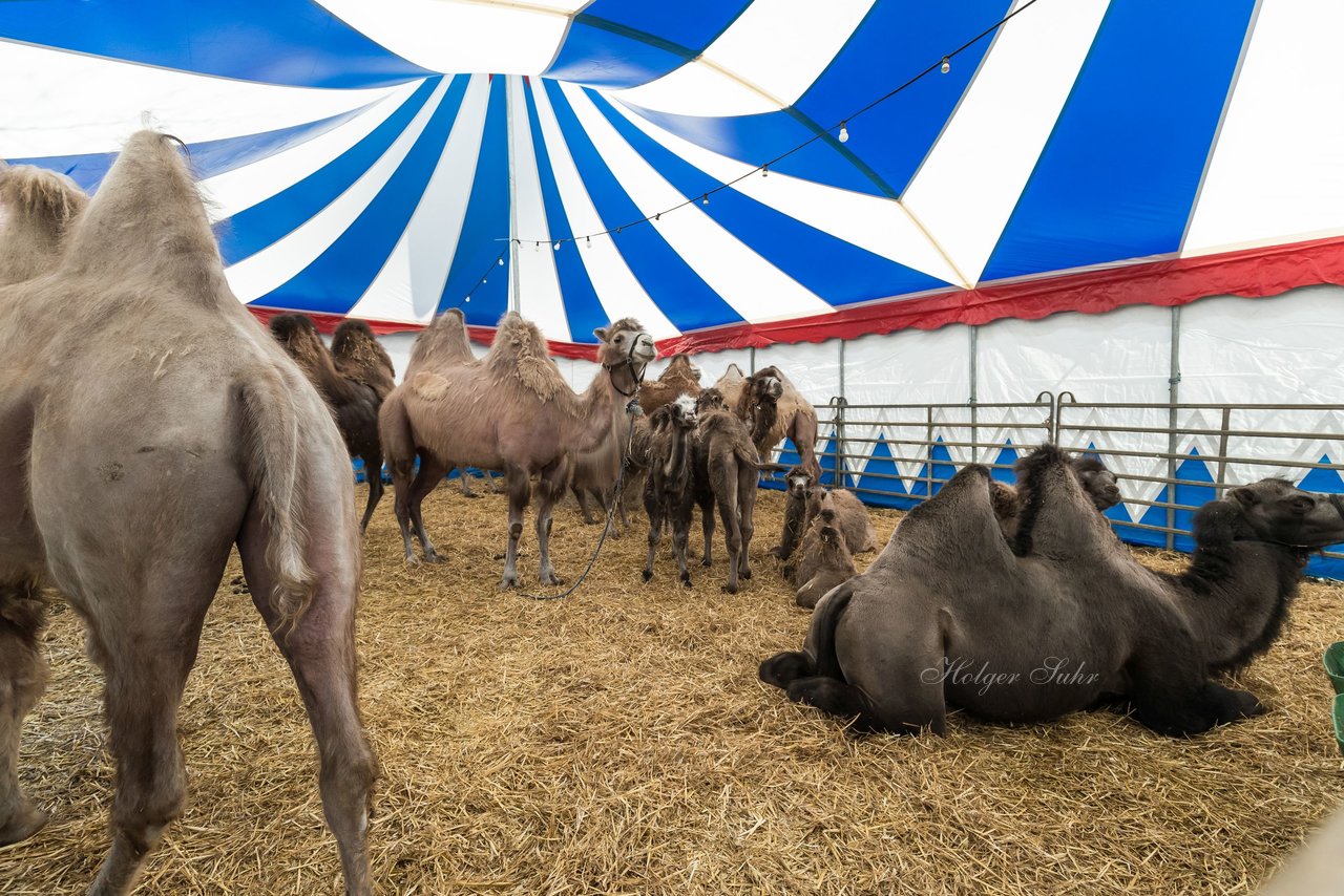 Bild 39 - Zirkus Europa